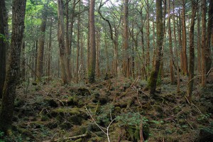 4628502191_824ee2238d_aokigahara-forest.jpg